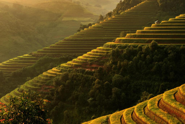 Laminated Panorama Rice Terraces in Mu Cang Chai Yenbai Vietnam Photo Photograph Poster Dry Erase Sign 36x24