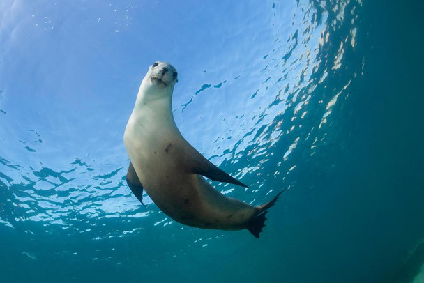 Laminated Australian Sea Lion Underwater Photo Sea Lion Posters of Wild Animals Sea Lion Print Pictures of the Sea Baby Seal Wall Decor Kids Room Decor Underwater Posters Poster Dry Erase Sign 36x24