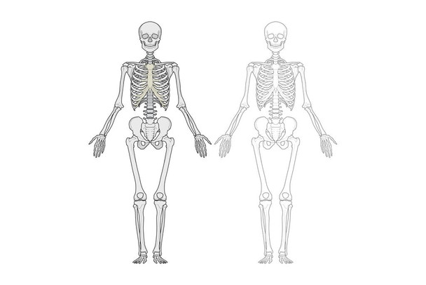 Laminated Human Body Skeleton Diagram Poster Dry Erase Sign 36x24