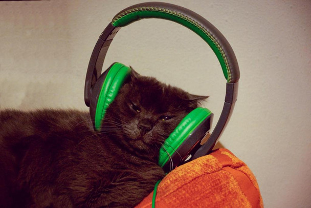 Laminated Cool Cat with Headphones Photo Photograph Cool Cat Poster Funny Wall Posters Kitten Posters for Wall Funny Cat Poster Inspirational Cat Poster Music Poster Dry Erase Wall Art 36x24