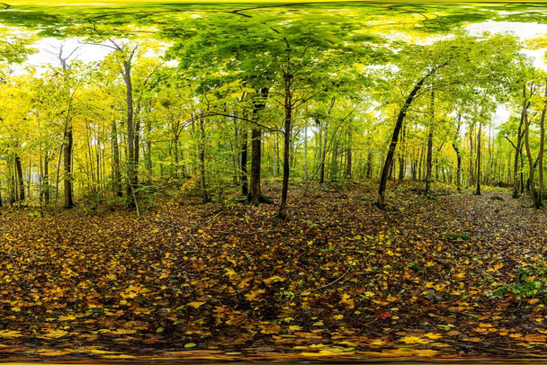 Laminated Autumn in Forests of Norway 360 Degree Panorama Photo Photograph Poster Dry Erase Wall Art 36x24