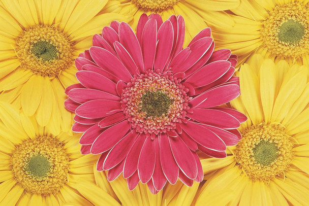 Laminated Pink Gerbera in a Crowd of Yellow Gerberas Photo Photograph Poster Dry Erase Wall Art 36x24