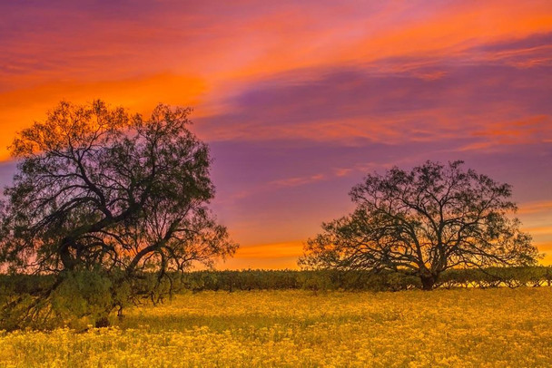 Laminated Vibrant Sunset in Fredericksburg Texas Photo Photograph Poster Dry Erase Wall Art 36x24
