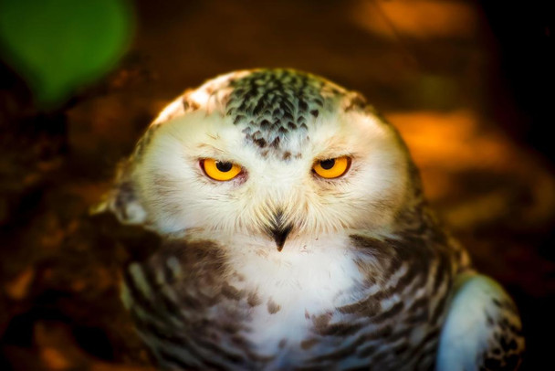 Laminated Female Snowy Owl Eyes Looking at Camera Close Up Photo Photograph Poster Dry Erase Wall Art 36x24