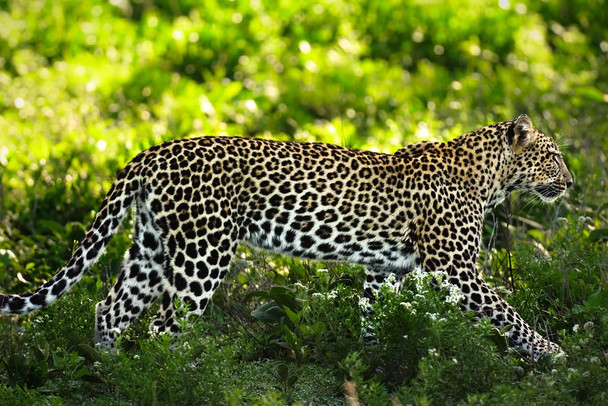 Laminated Leopard in Ndutu Ngorongoro Conservation Area Photo Photograph Poster Dry Erase Sign 36x24