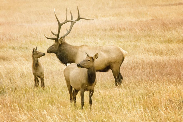 Laminated Male Female and Calf Elk Rocky Mountains Deer Poster Deer Photo Deer Art Deer Pictures Wall Decor Deer Antler Pictures Deer Bedroom Decor Deer Antler Wall Decor Poster Dry Erase Wall Art 36x24