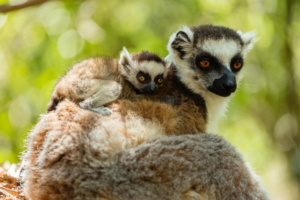 Laminated Ring Tailed Lemur and Baby Isalo National Park Photo Photograph Poster Dry Erase Sign 36x24