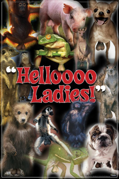 Laminated Helloooo Ladies! Animals Humor Poster Dry Erase Sign 24x36