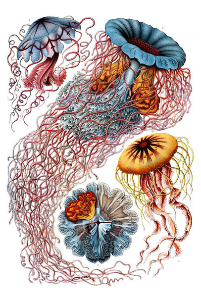 Laminated Ernst Haeckel Discomedusae Jellyfish Umbrella Shaped Free Swimming Marine Life Nature Poster Dry Erase Wall Art 24x36