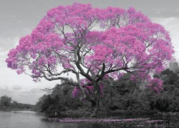 Tree Blossom Photo Art Print Cool Huge Large Giant Poster Art 55x39