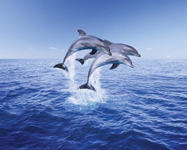 Dolphin Trio Three Dolphins Jumping Out Of Water Cool Wall Decor Art Print Poster 20x16