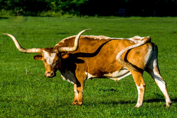 Laminated Longhorn Steer in an Open Field Photograph Bull Pictures Wall Decor Longhorn Picture Longhorn Wall Decor Bull Picture of a Cow Skull Picture Bull Horns for Wall Poster Dry Erase Sign 36x24