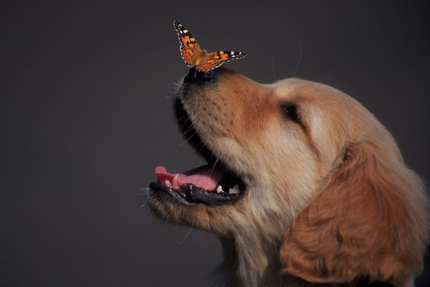 Laminated Golden Retriever With Butterfly On His Nose Photo Butterfly Poster Vintage Poster Prints Butterflies in Flight Wall Decor Butterfly Illustrations Insect Art Poster Dry Erase Wall Art 36x24