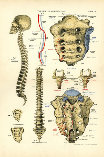 Laminated Human Anatomy Spine Vertebral Column Anatomy Chart Vintage Poster Dry Erase Wall Art 24x36
