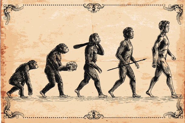 Human Evolution Classic Ape Walking Upright Evolving Into Human Man Vintage Illustration Science Educational Classroom Decoration Thick Paper Sign Print Picture 12x8