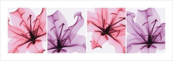 Star Lilies Poster 38x13 inch