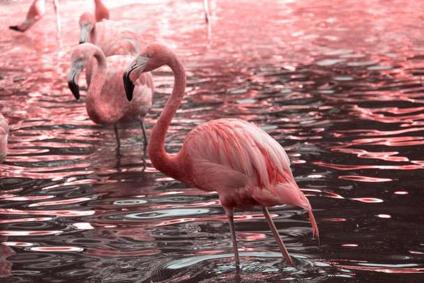 Just Pink Flamingos Wading in Water Photo Flamingo Prints Flamingo Wall Decor Beach Theme Bathroom Decor Wildlife Print Pink Flamingo Bird Exotic Beach Poster Thick Paper Sign Print Picture 12x8