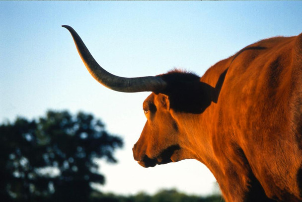 Firecracker Texas Longhorn at Dusk Photograph Bull Pictures Wall Decor Longhorn Picture Longhorn Wall Decor Bull Picture of a Cow Print Decor Bull Horns for Wall Thick Paper Sign Print Picture 12x8