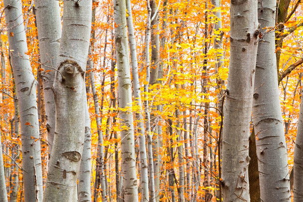 Birch forest in Autumn with Vibrant Yellow Leaves Photo Photograph Thick Paper Sign Print Picture 12x8