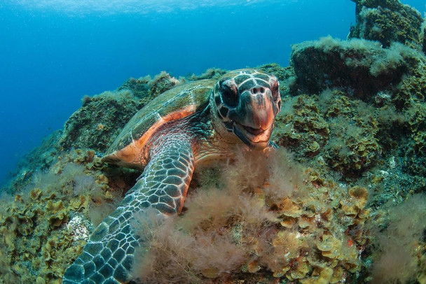 Hawksbill Sea Turtle Underwater Canary Islands Photo Photograph Thick Paper Sign Print Picture 12x8