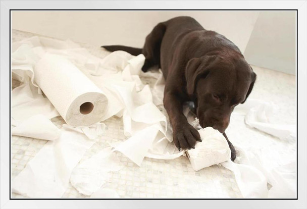 Dog Chocolate Lab Lying on Bathroom Floor Playing Toilet Paper Bathroom Decor Photo Photograph Cute Puppy Pet Animal White Wood Framed Art Poster 20x14