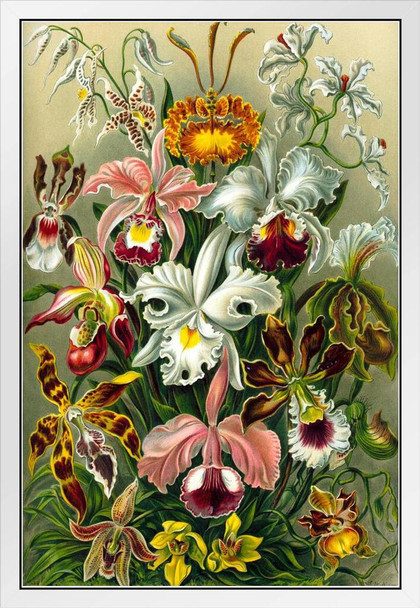 Orchidae Orchids Flowering Plants Nature Ernst Haeckel Plant Room Decor Aesthetic Plant Art Prints Large Botanical Poster Nature Wall Art Decor Boho Wall Decor White Wood Framed Art Poster 14x20