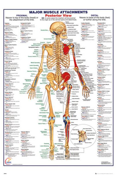 Human Body Major Muscle Attachments Posterior Reference Chart Cool Wall Decor Art Print Poster 24x36