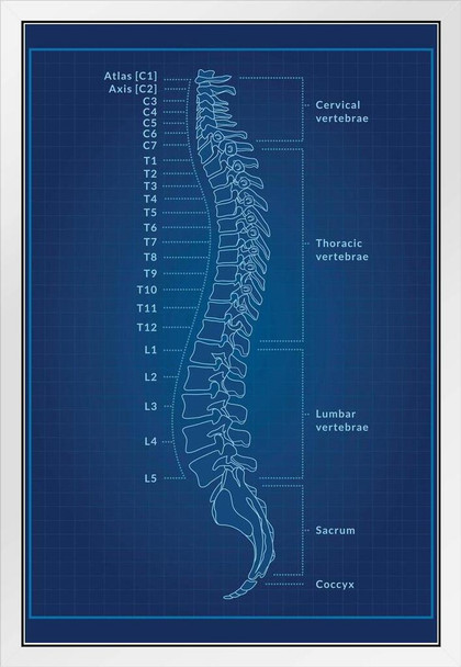 Human Anatomy Spine Vertebrae Cervical Thoracic Lumbar Sacrum Coccyx Numbered Named Medical Science  Blueprint X Ray Blue Patent Style Educational Chart Sign White Wood Framed Art Poster 14x20