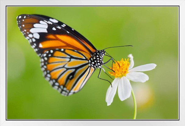 Monarch Butterfly on Flower Photo Photograph Butterfly Poster Vintage Poster Prints Butterflies in Flight Wall Decor Butterfly Illustrations Insect Art White Wood Framed Art Poster 20x14