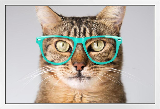 Cute Cat Looking Smart Blue Glasses Cool Cat Poster Funny Wall Posters Kitten Poster for Wall Motivational Cat Poster Funny Cat Poster Inspirational Cat Poster White Wood Framed Art Poster 20x14
