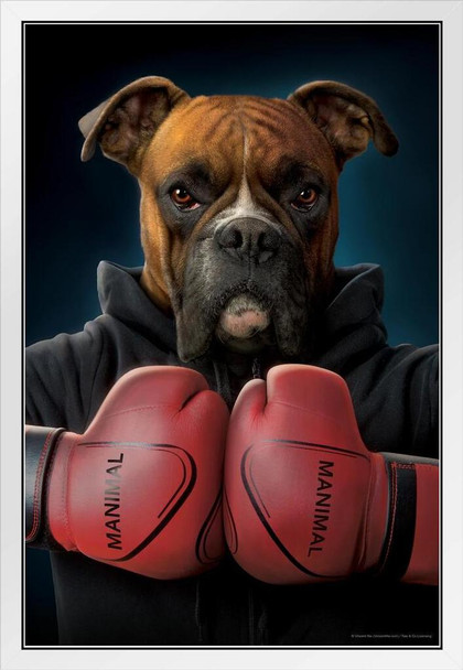 Boxing Boxer Dog by Vincent Hie Funny Animal Dog Posters For Wall Funny Dog Wall Art Dog Wall Decor Dog Posters For Kids Bedroom Animal Wall Poster Animal Poster White Wood Framed Art Poster 14x20