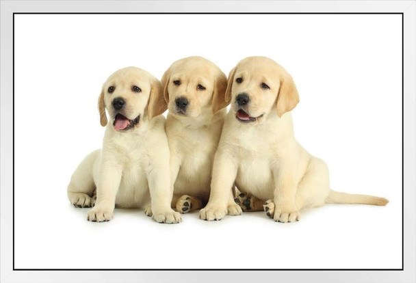 Three Labrador Retriever Puppies Posing Puppy Posters For Wall Funny Dog Wall Art Dog Wall Decor Puppy Posters For Kids Bedroom Animal Wall Poster Animal Posters White Wood Framed Art Poster 20x14