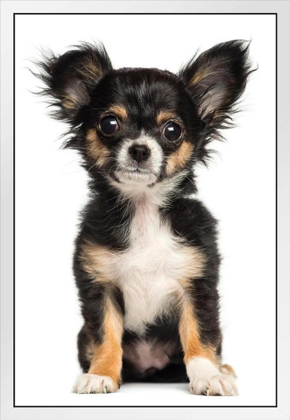 Chihuahua Puppy Sitting Posing Puppy Posters For Wall Funny Dog Wall Art Dog Wall Decor Puppy Posters For Kids Bedroom Animal Wall Poster Cute Animal Posters White Wood Framed Art Poster 14x20