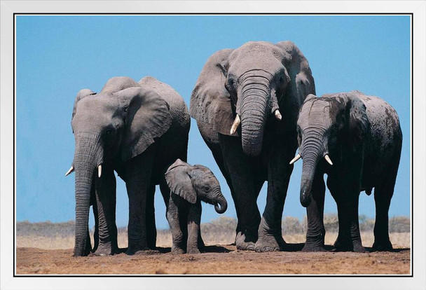 African Elephants and Calf Photo Photograph African Elephant Wall Art Elephant Posters For Wall Elephant Art Print Elephants Wall Decor Photo of Elephant Tusks White Wood Framed Art Poster 20x14