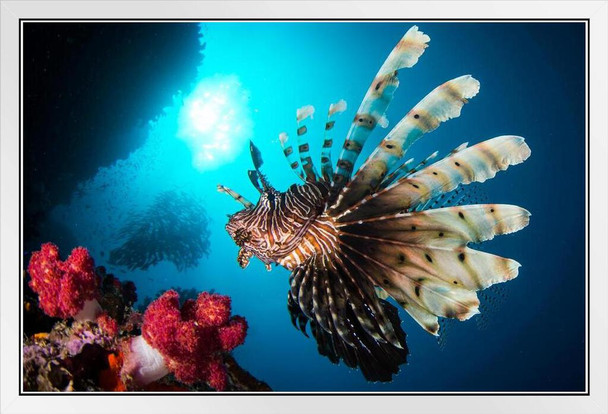 Red Lionfish Swimming in a Reef Photograph Cool Fish Poster Aquatic Wall Decor Fish Pictures Wall Art Underwater Picture of Fish for Wall Wildlife Reef Poster White Wood Framed Art Poster 20x14