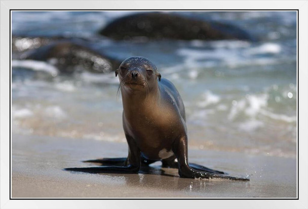 Baby Sea Lion on Beach La Jolla California Photo Sea Lion Posters of Wild Animals Sea Lion Print Pictures of the Sea Baby Sea Lion Wall Decor Kids Room Decor White Wood Framed Art Poster 20x14