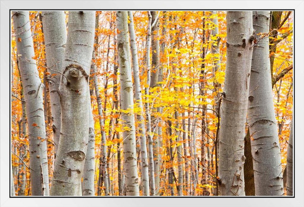 Birch forest in Autumn with Vibrant Yellow Leaves Photo Photograph White Wood Framed Poster 20x14