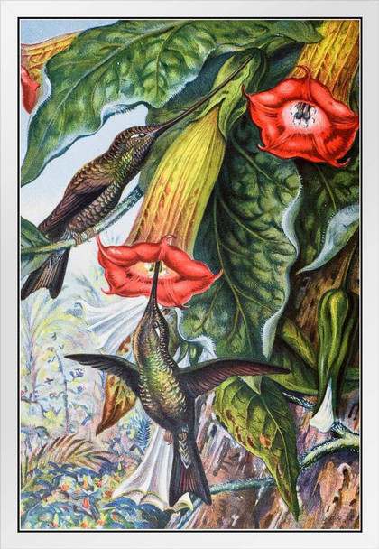 Hummingbird Pollinating Angels Trumpets Brugmansia Victorian Style Illustration White Wood Framed Poster 14x20