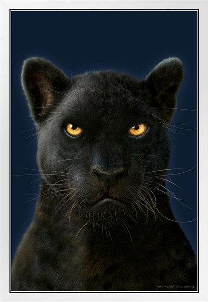 Black Panther by Vincent Hie Panther Pictures Wall Decor Jungle Animal Pictures for Wall Posters Of Wild Animals Jungle Jaguar Print Decor Animal Wall Decor Puma White Wood Framed Art Poster 14x20