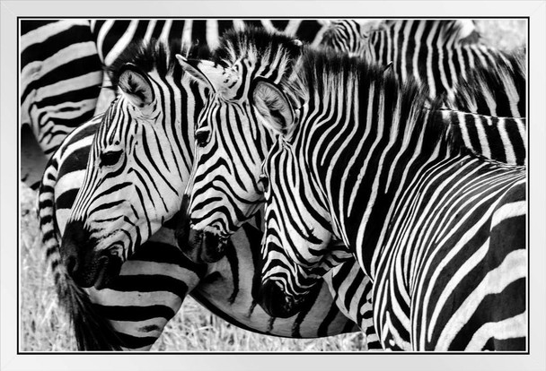 Three Zebras In The Wild Faces Aligned Zebra Pictures Wall Decor Zebra Black and White Animal Print Living Room Decor Zebra Print Decor Animal Pictures for Wall White Wood Framed Art Poster 20x14