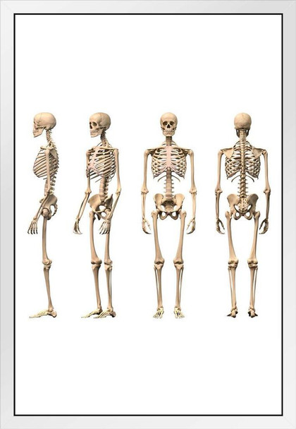 Male Human Skeleton Front Back Side Views Anatomy Medical Chart White Wood Framed Poster 20x14