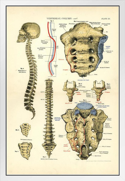 Human Anatomy Spine Vertebral Column Anatomy Chart Vintage White Wood Framed Poster 14x20