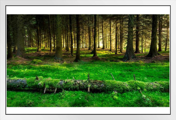 Mossy Forest Beside Snake Pass Derbyshire England Photo White Wood Framed Poster 20x14