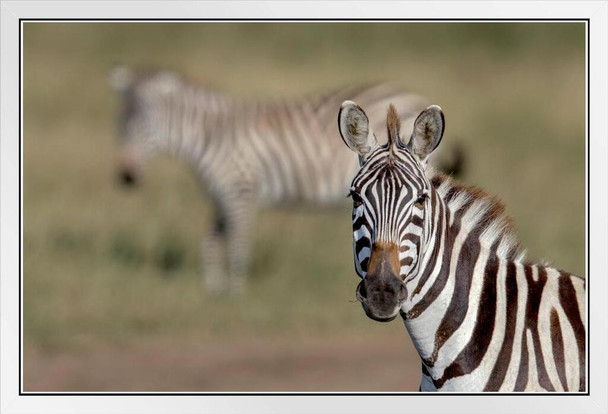 Zebra Portrait Close Up Serengeti National Park Africa Photo Photograph White Wood Framed Poster 20x14