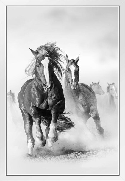 Wild Mustang Horses Running Galloping Free Horse Herd On Dusty Plains Black And White Animal Photo Photograph White Wood Framed Art Poster 14x20