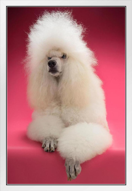 Fluffy White Standard Poodle Photo Puppy Posters For Wall Funny Dog Wall Art Dog Wall Decor Puppy Posters For Kids Bedroom Animal Wall Poster Cute Animal Posters White Wood Framed Art Poster 14x20