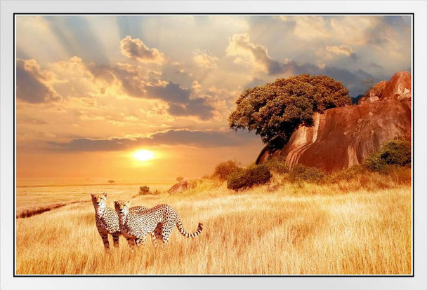 Cheetahs in the African Savanna at Sunset Cheetah Pictures Wall Decor Jungle Animal Pictures for Wall Posters of Wild Animals Savanna Pictures Cheetah Wall Decor White Wood Framed Art Poster 20x14