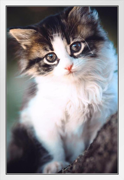 Adorable Kitten Sitting In Tree Branch Animal Portrait Photo Cat Poster Cute Wall Posters Kitten Posters for Wall Baby Cat Poster Inspirational Cat Poster White Wood Framed Art Poster 14x20