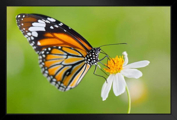 Monarch Butterfly on Flower Photo Photograph Butterfly Poster Vintage Poster Prints Butterflies in Flight Wall Decor Butterfly Illustrations Insect Art Stand or Hang Wood Frame Display 9x13