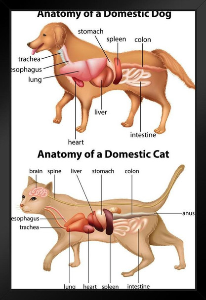 Anatomy Of Domestic Dog And Cat Educational Chart Animal Biology Science Classroom Class Scientific Medical Organs Diagram Terminology Stand or Hang Wood Frame Display 9x13
